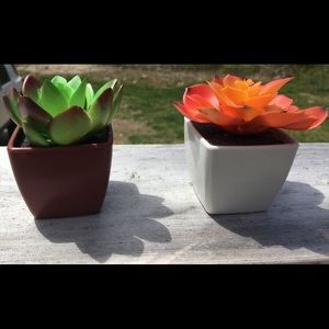 Decorative Potted Succulents